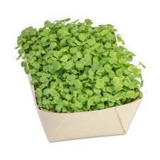 Microgreens-Gärtchen