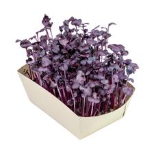 Microgreens-Gärtchen