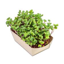 Microgreens-Gärtchen